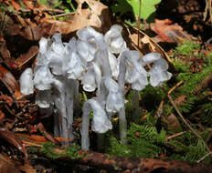 Image of Indian Pipe