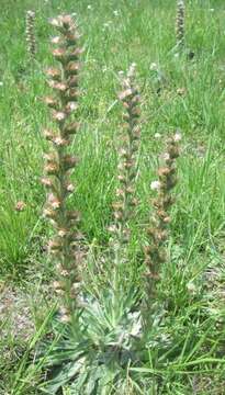 Image of Echium flavum Desf.