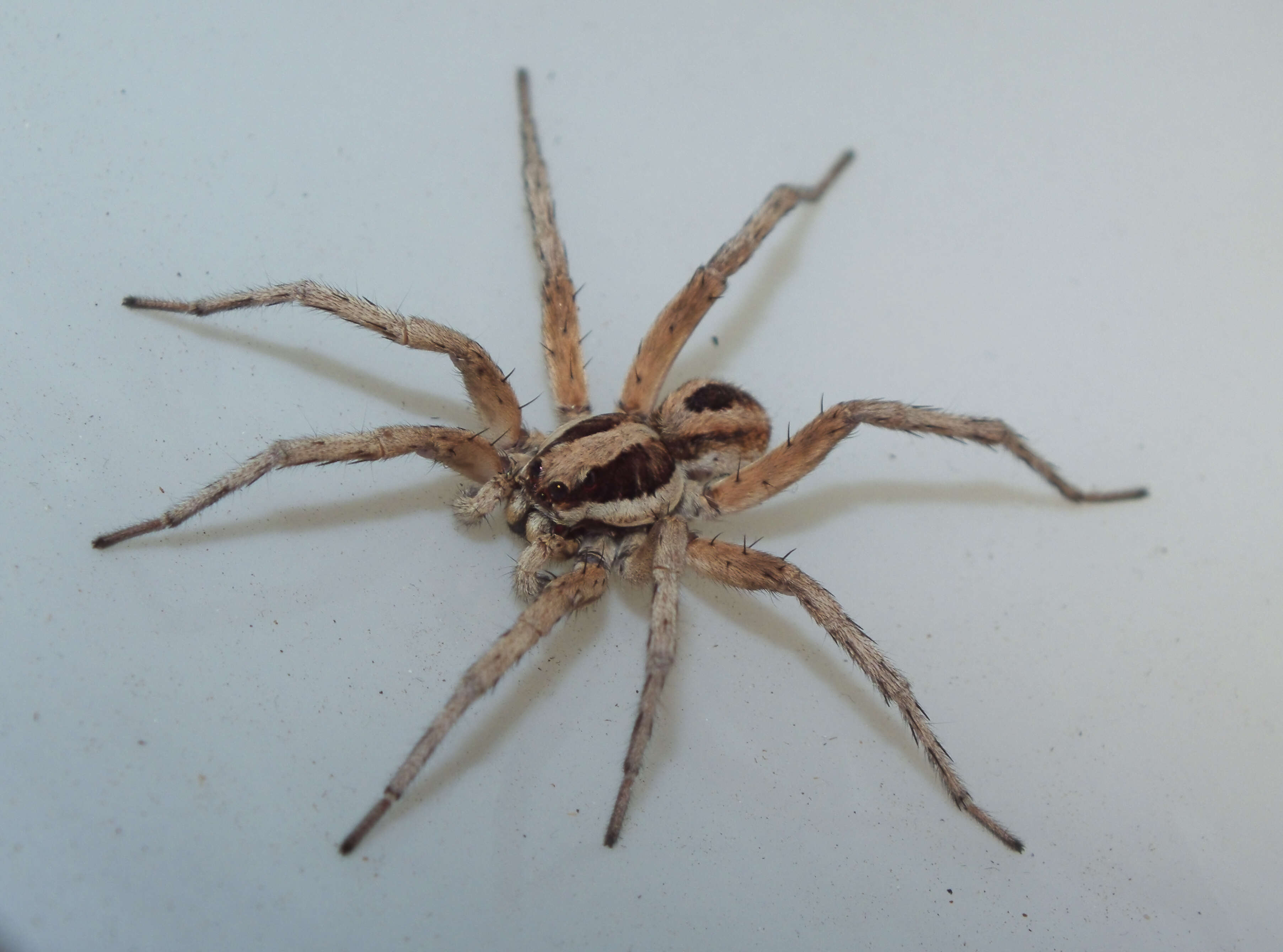 Image of wolf spiders