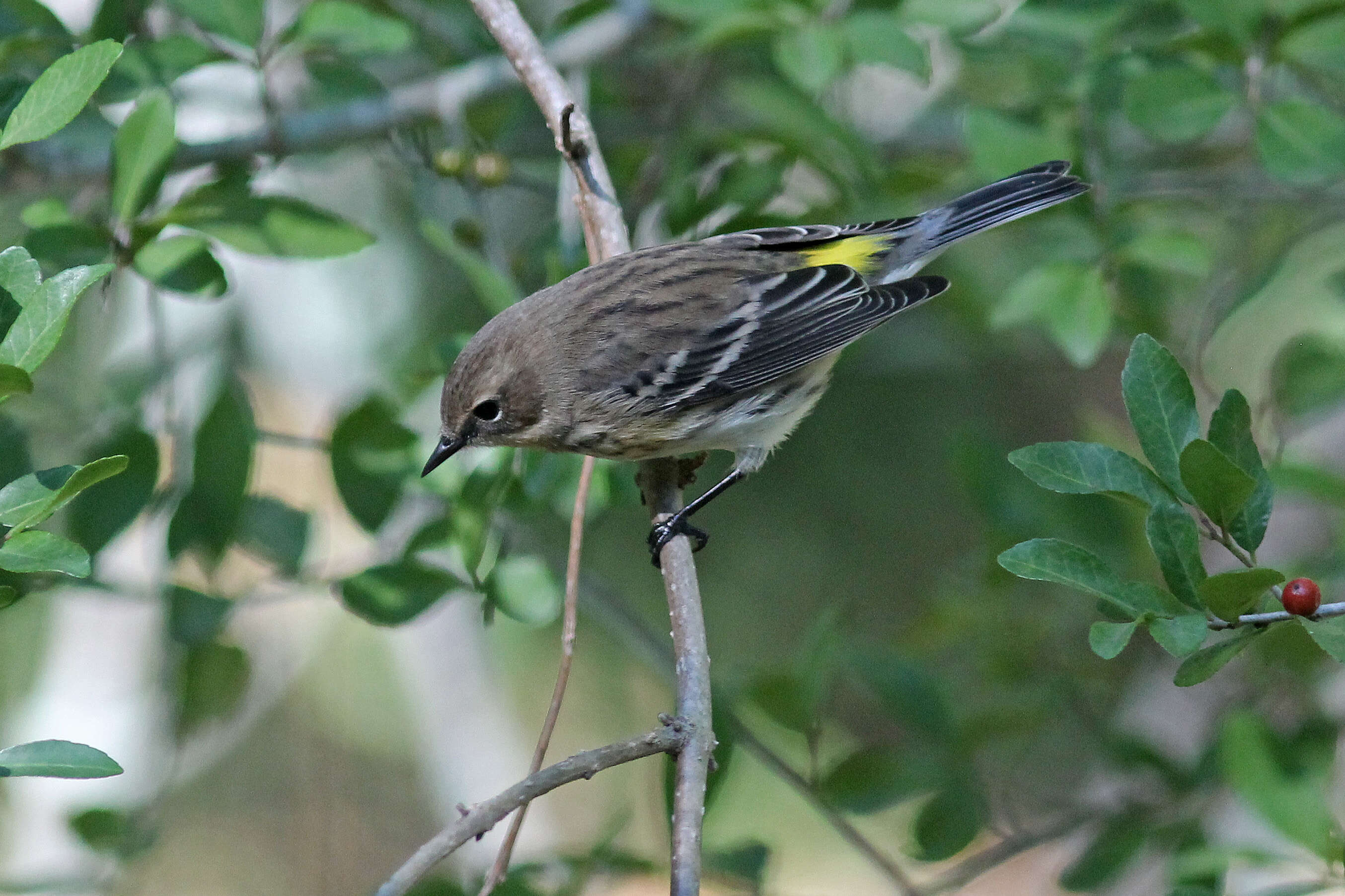 Image of Myrtle Warbler