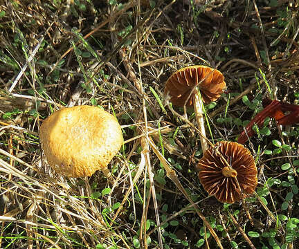 Image of Agrocybe