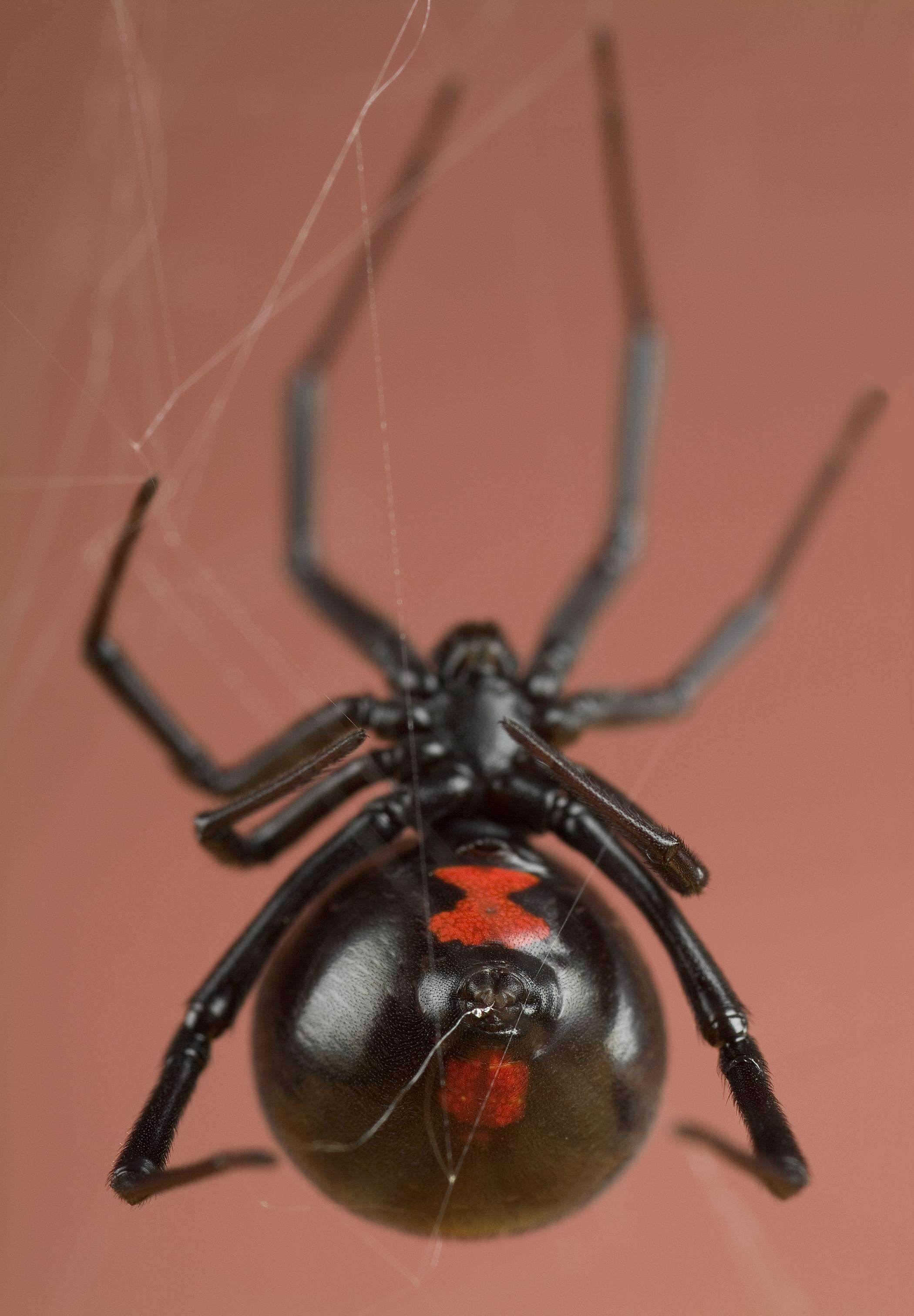 Image of Latrodectus