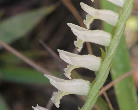 Image of Ladies'-tresses