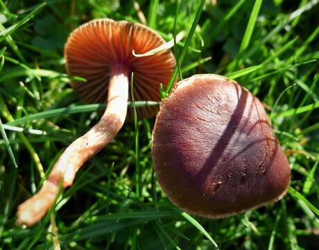 Image of Cortinarius decipiens (Pers.) Fr. 1838