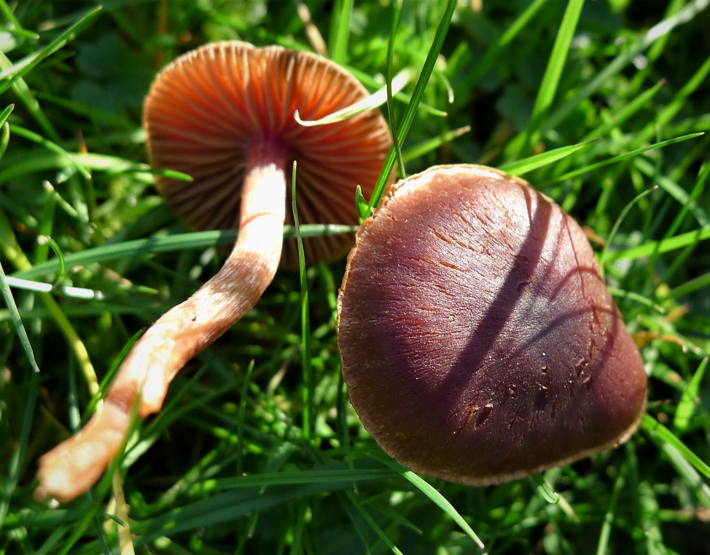 Image of Cortinarius decipiens (Pers.) Fr. 1838