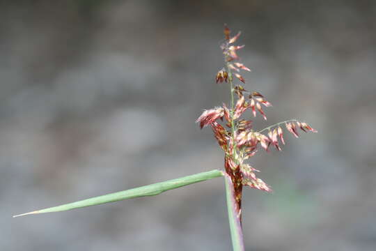 Image of Poaceae