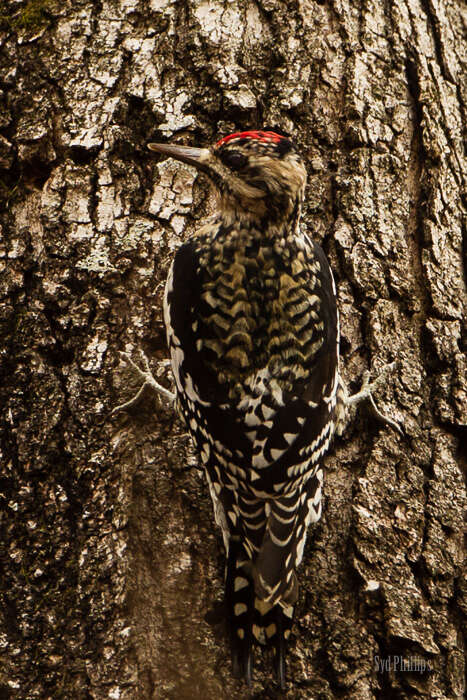 Image of Sapsucker