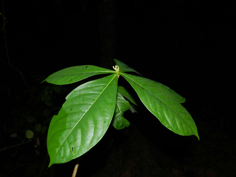 Image of Daphnopsis costaricensis K. Barringer & Grayum