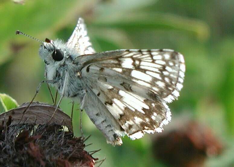 Image of Common Checkered Skipper