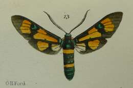 Image of Euchromia Hübner 1819