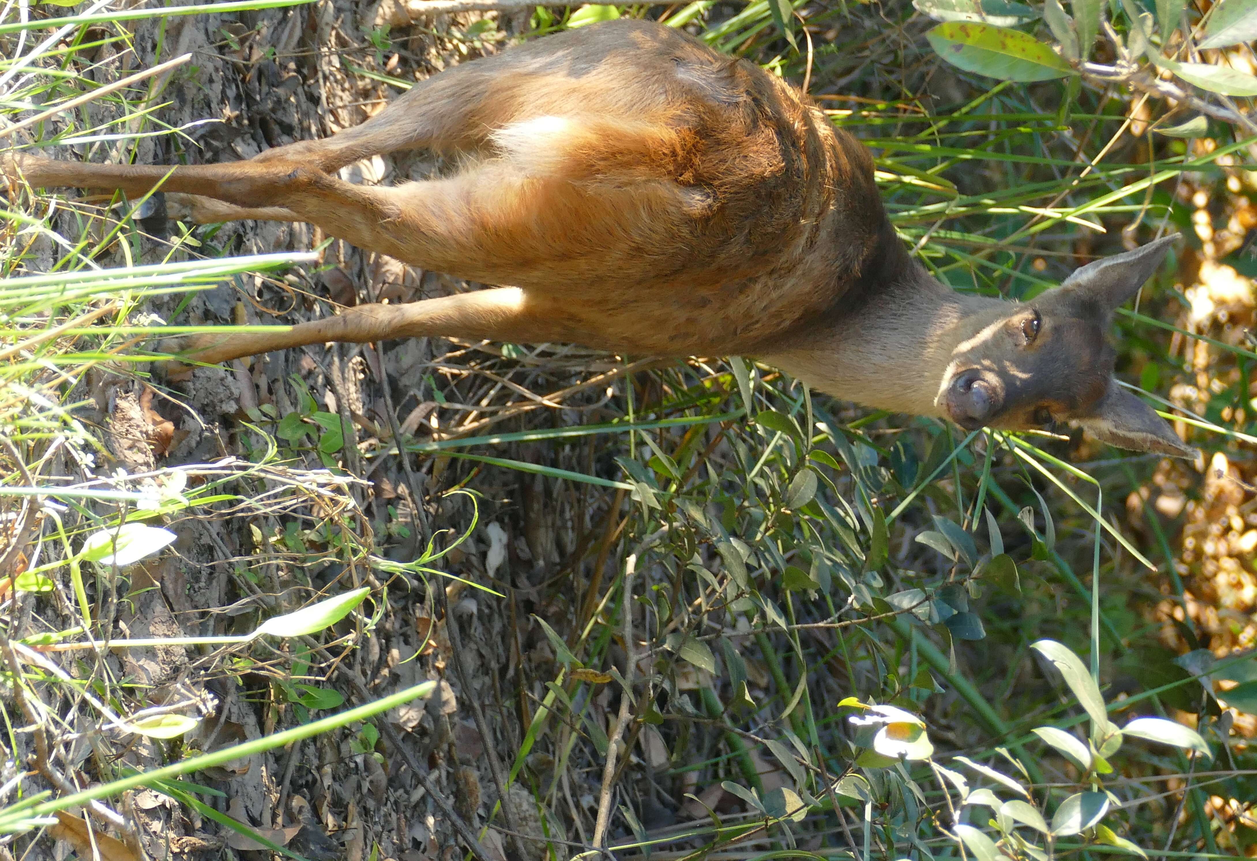 Image of Brocket Deer sp.