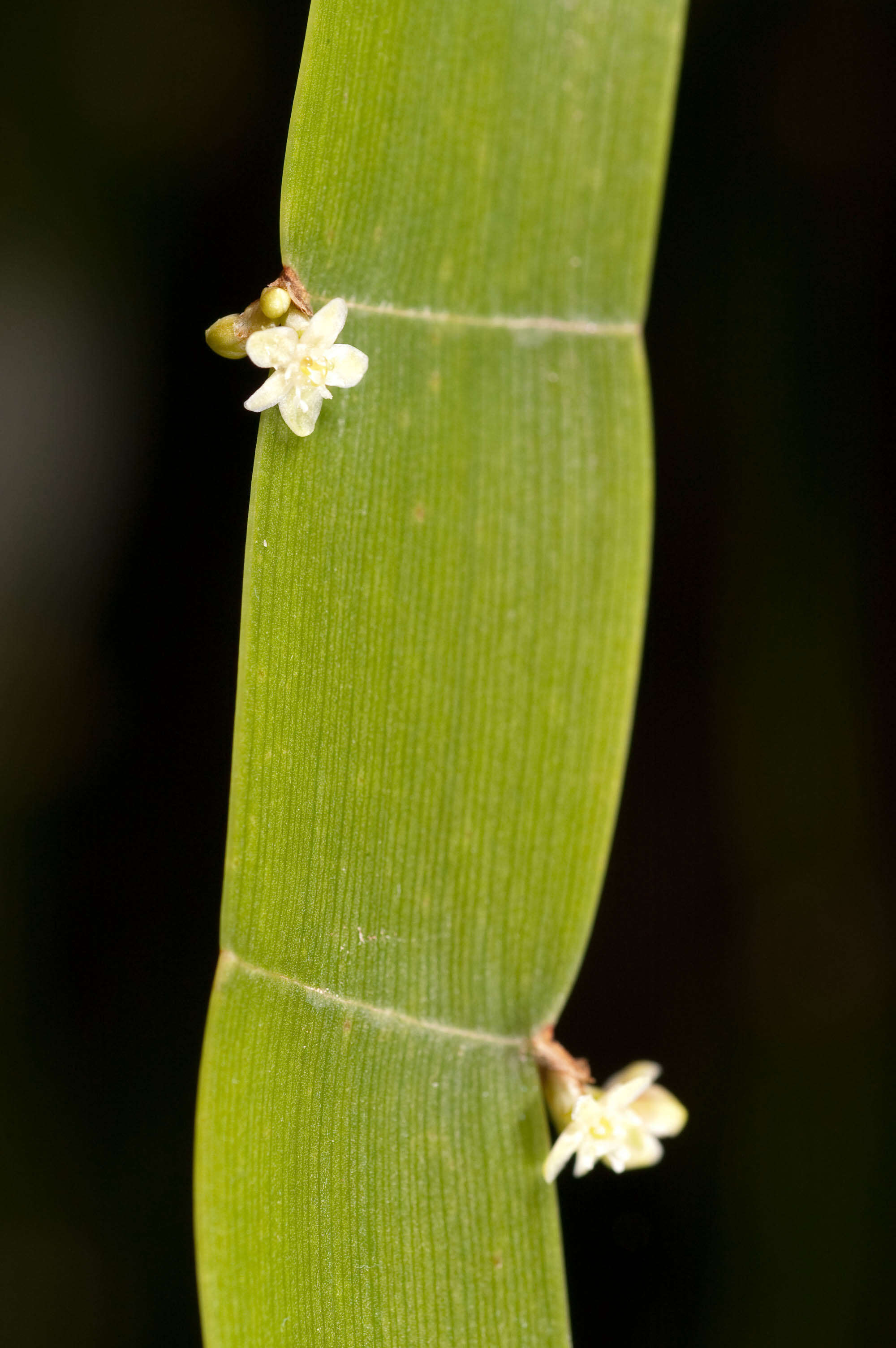 Image of Centipede plant