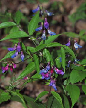 Lathyrus vernus (L.) Bernh. resmi