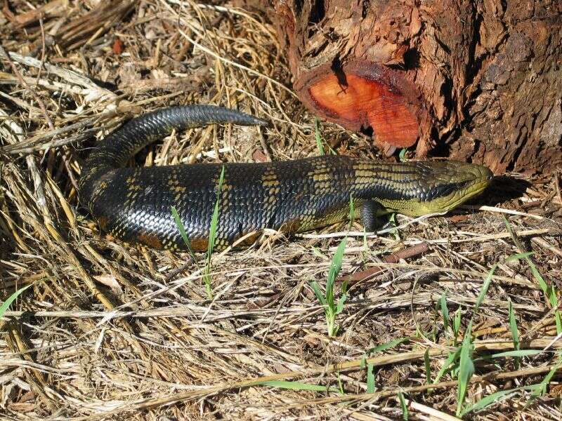 Image of Blue-tongued Skinks