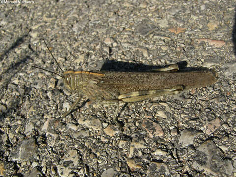 Image of egyptian grasshopper, tree locust