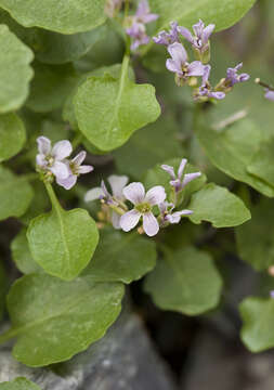 Слика од Hesperidanthus