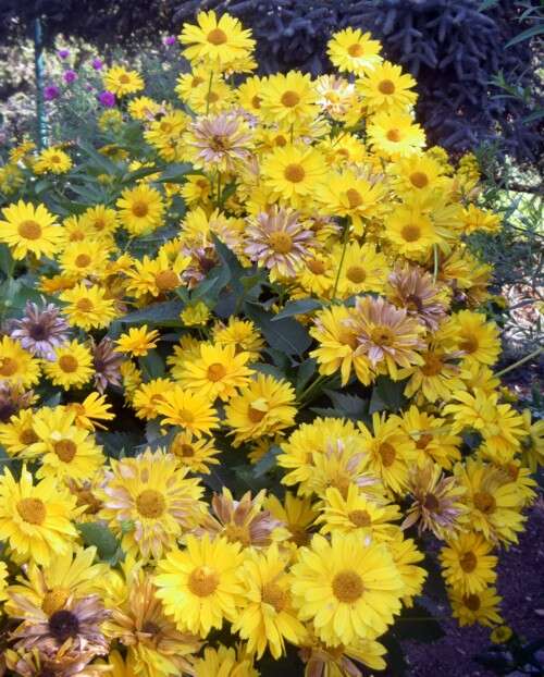 Heliopsis helianthoides (L.) Sw. resmi