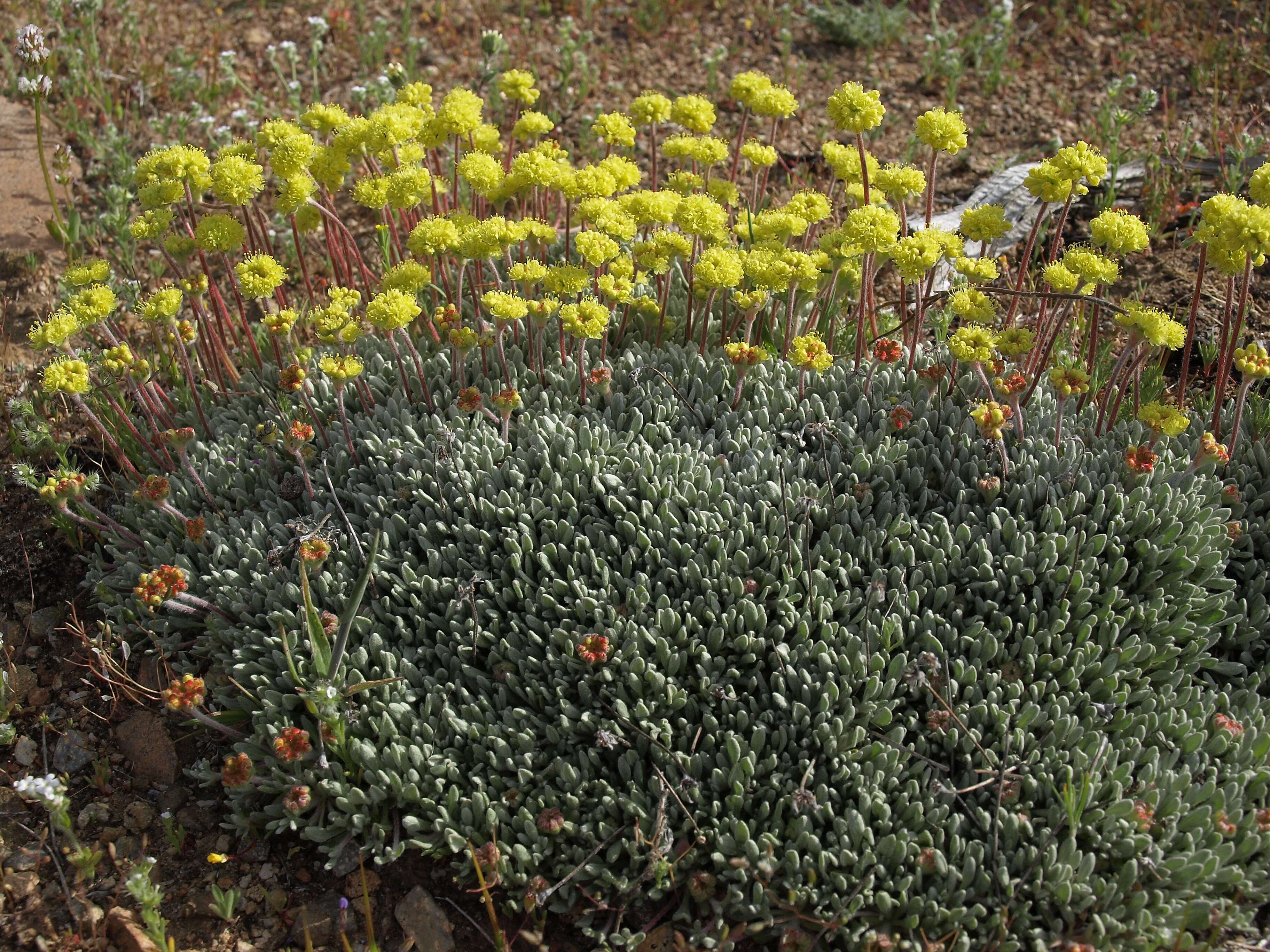 Imagem de Eriogonum caespitosum Nutt.