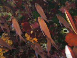 Image of Anthias