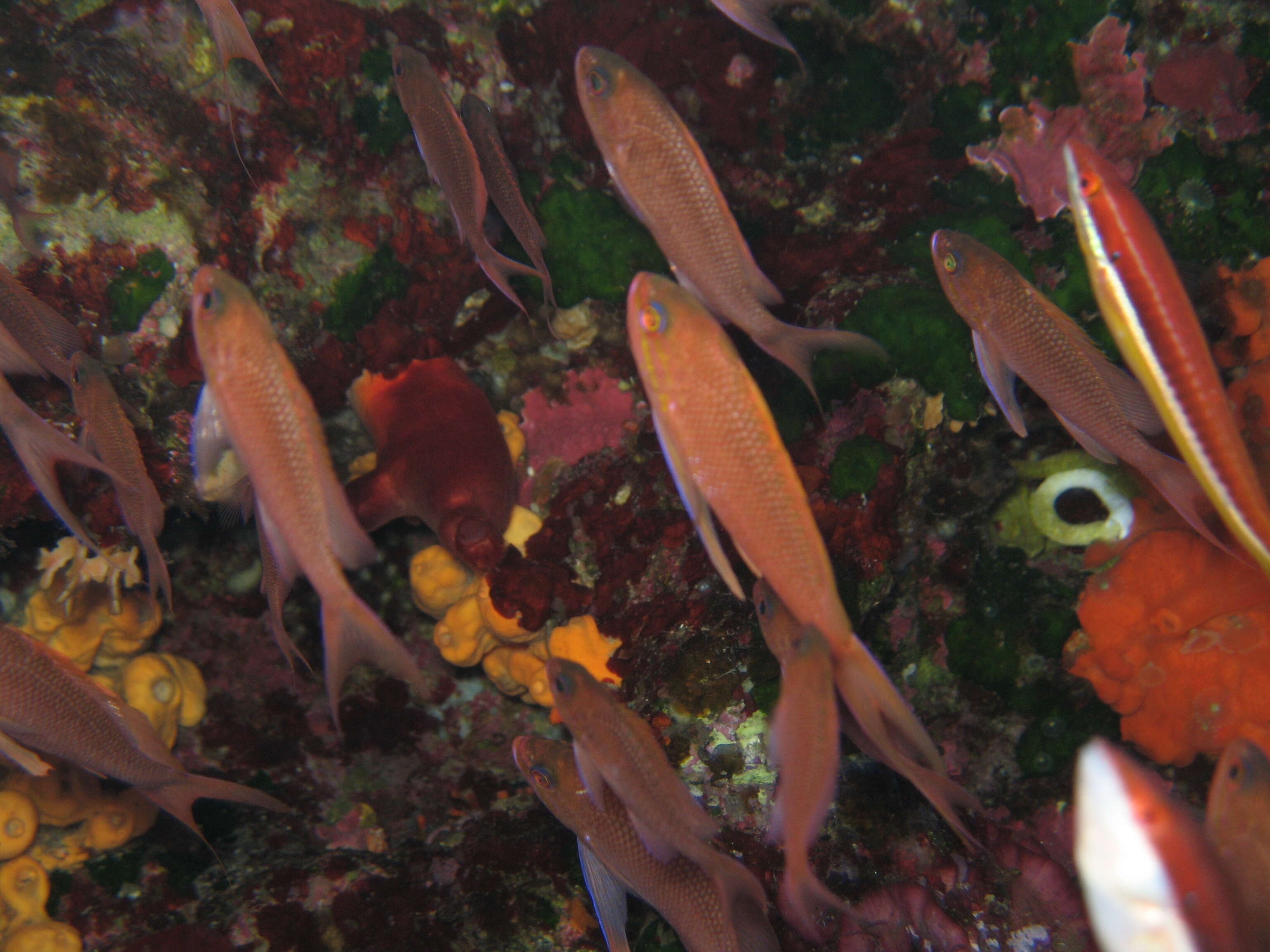 Image of Anthias