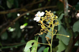 Image of Bauhinia ornata Kurz