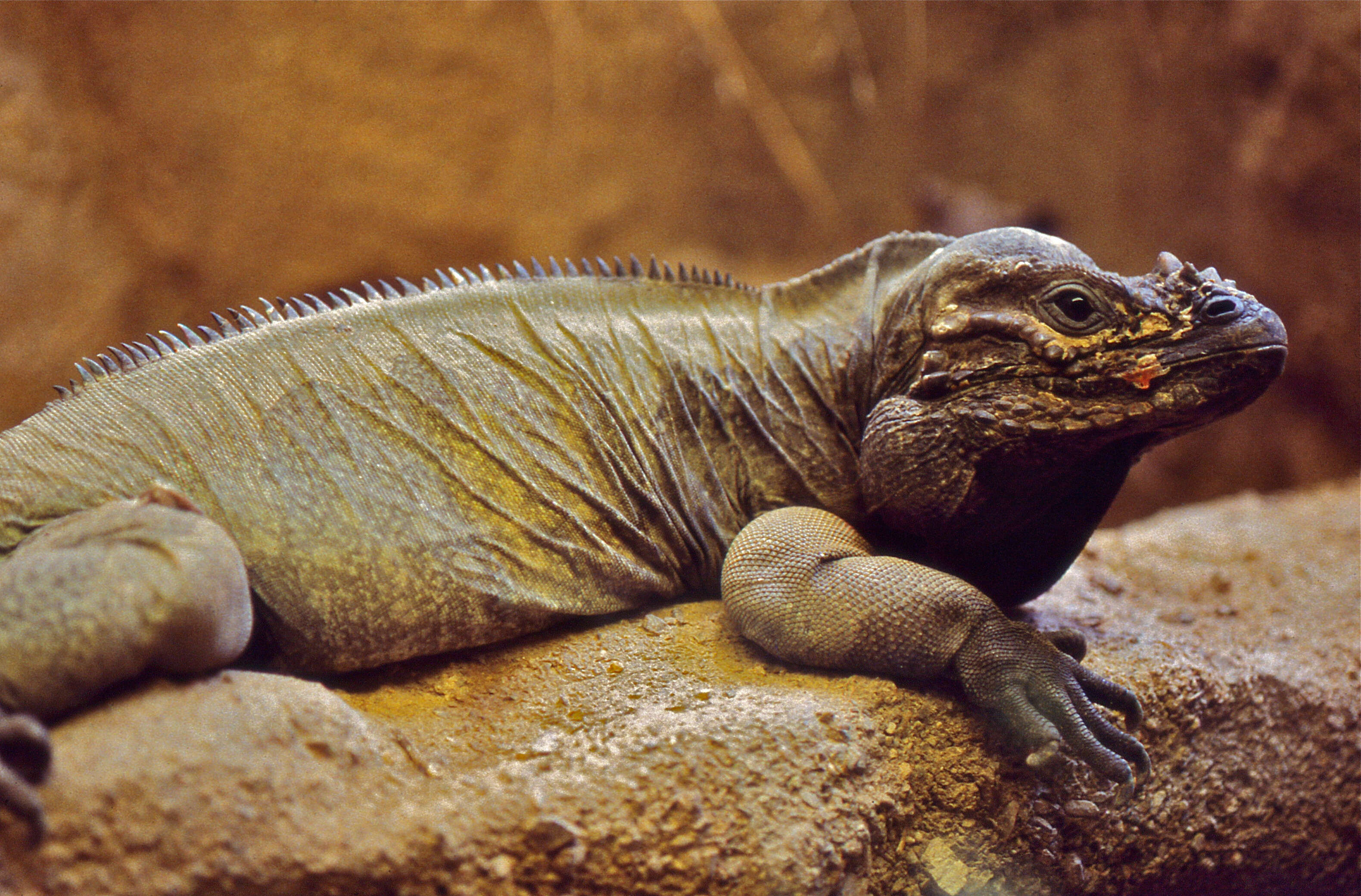 Image of Ground Iguanas