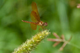 Image de Perithemis Hagen 1861