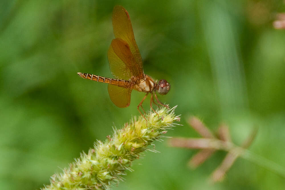 Image of Amberwings