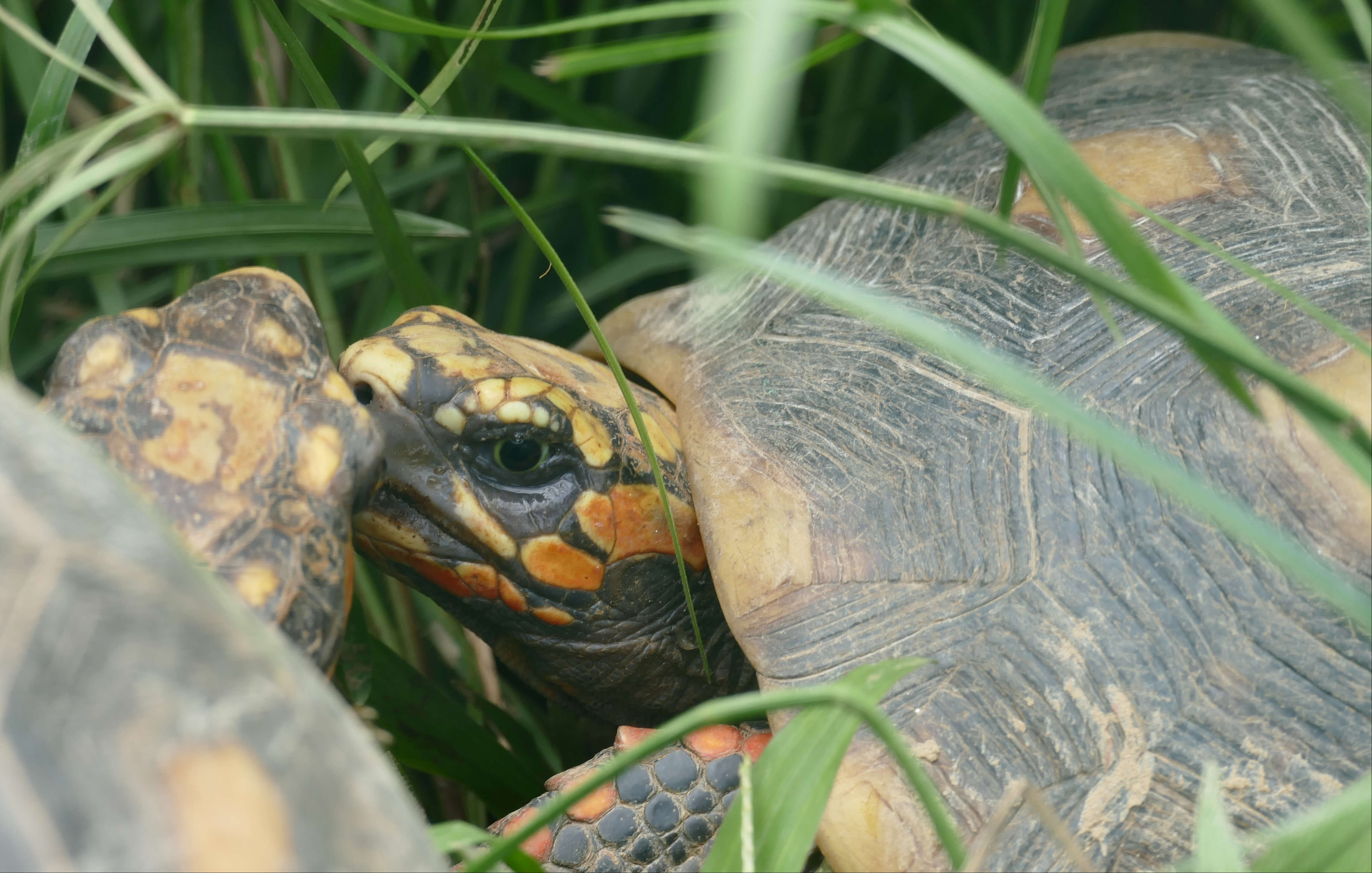 Image of Red-footed Tortoise