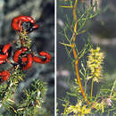 Image de Prosopis denudans Benth.