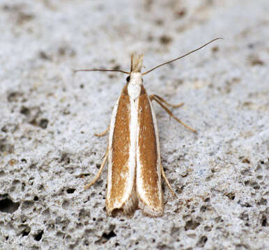 Image of Juniper webworm