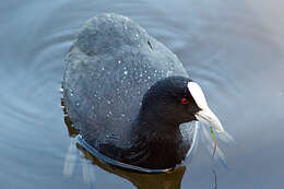 Image of Common Coot