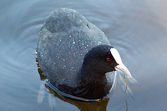Image of Eurasian Coot