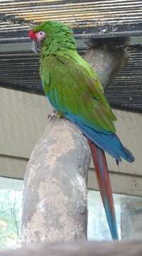 Image of macaws