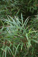 Image of chusquea bamboo