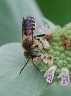 Image of Alfalfa Leafcutter Bee