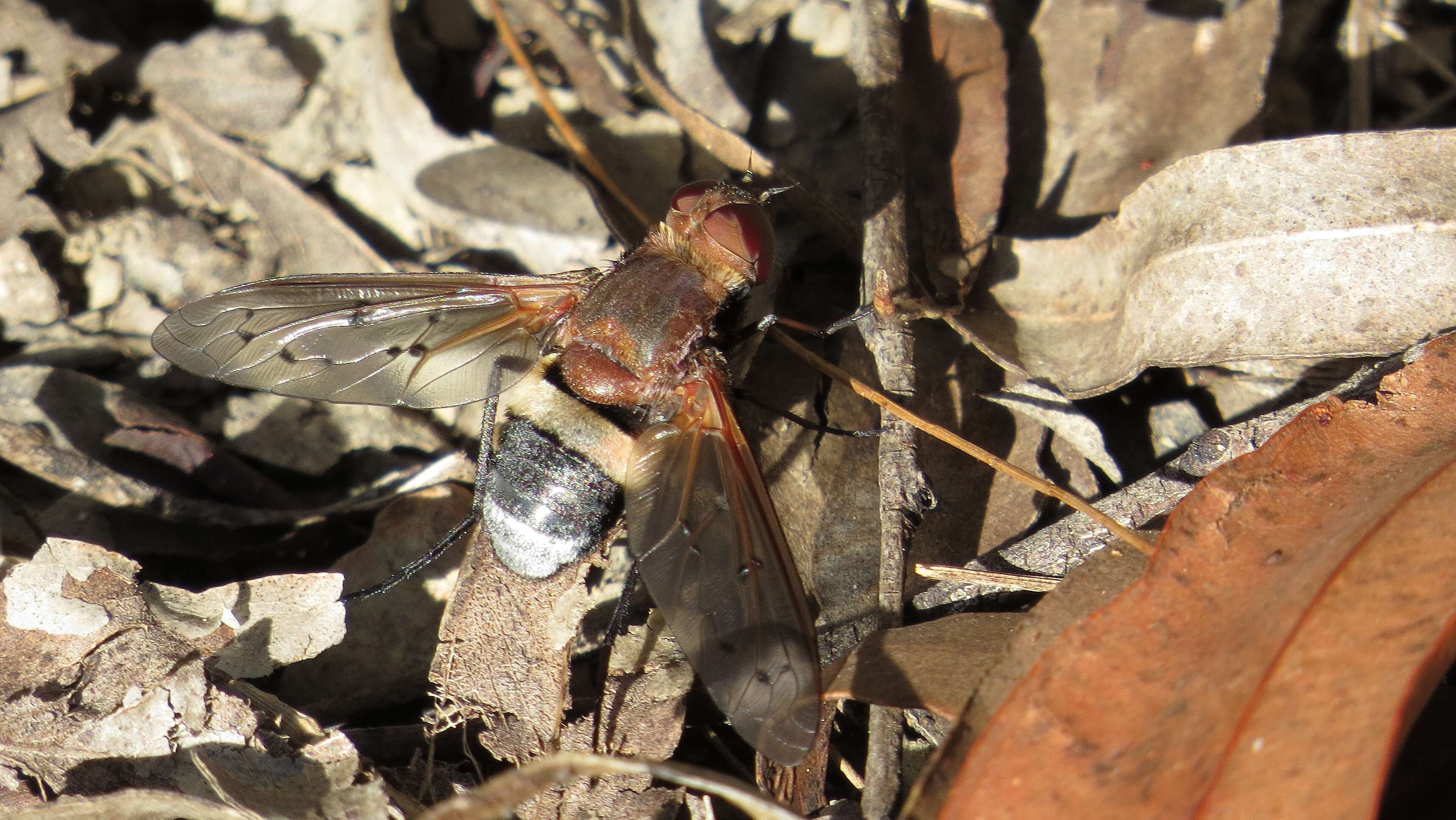 Image of Ligyra punctipennis (Macquart 1850)