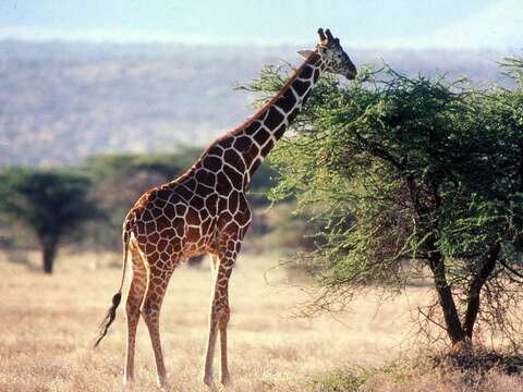 Image of reticulated giraffe