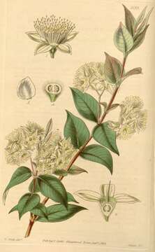 صورة Backhousia myrtifolia Hook. & Harv.