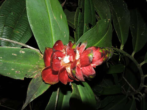 Image of Costus laevis Ruiz & Pav.