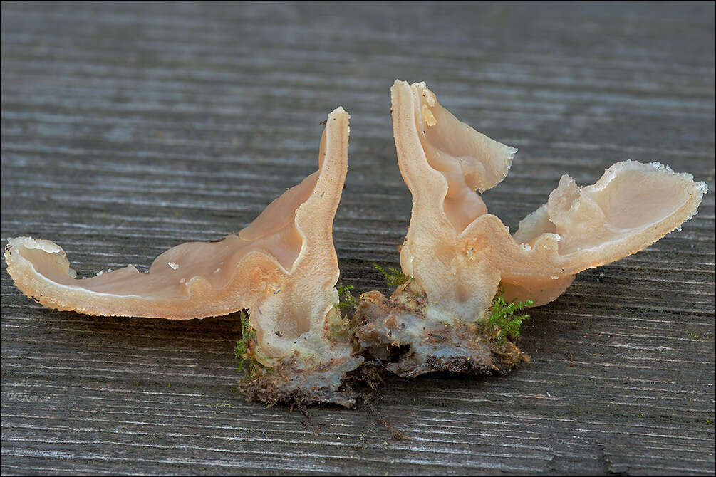 Image of cup fungi