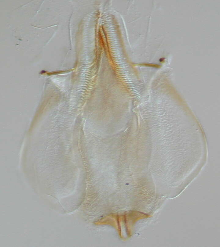 Image of Baetidae