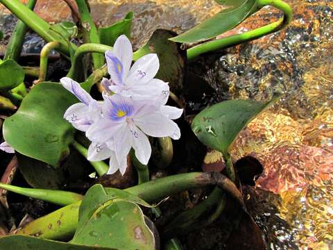 Imagem de Eichhornia crassipes (Mart.) Solms