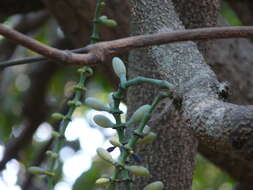 Gnetum edule (Willd.) Blume resmi