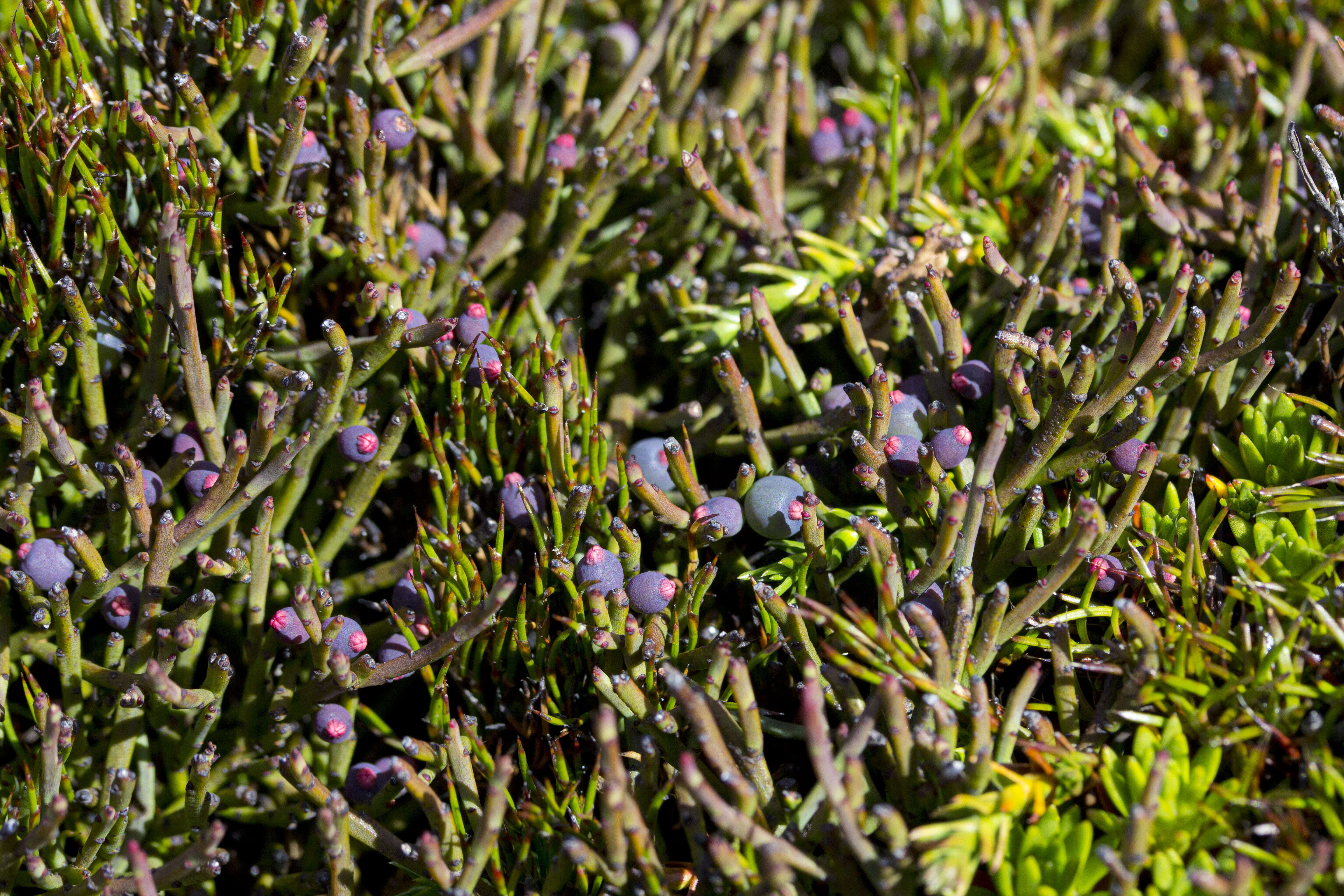 Image of Leptomeria