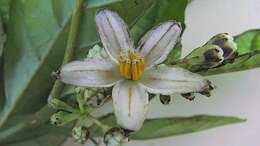 Image of Solanum warmingii Hiern