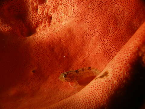 Image of Speckled Klipfish