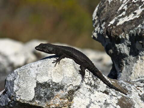 Image of Girdled Lizards