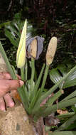 Image of Adanson's monstera