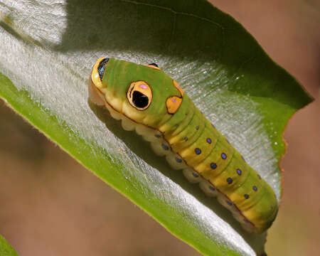 Image of Spicebush swallowtail